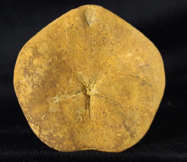 Astrolampas depressus (AGASSIZ in AGASSIZ & DESOR 1847) - Bild &copy; FossNet FossilienStore